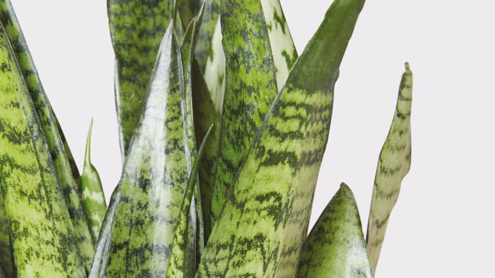 Close-up of a snake plant's leaves