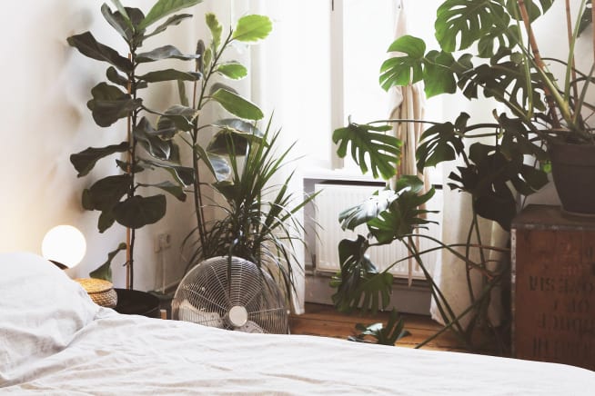 A range of plants including two tall fiddle leaf figs and a large monstera in window in a bedroom
