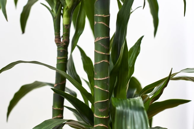 Close-up of a corn plant stem with leaves
