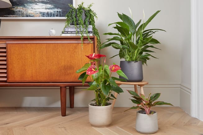 A lipstick plant, a peace lily, an anthurium and a syngonium in various decorative pots styled on and around a sideboard in a living room
