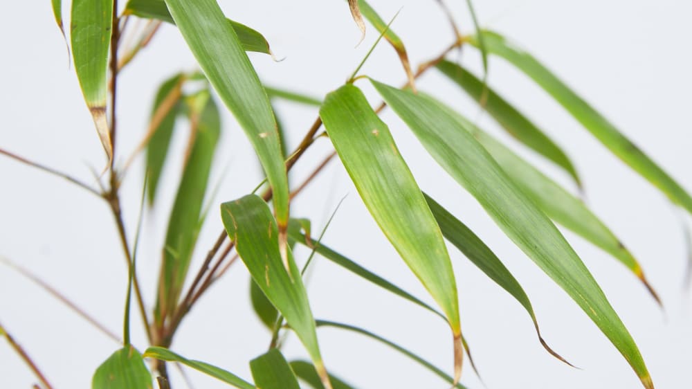 Close-up of a bamboo stem with leaves