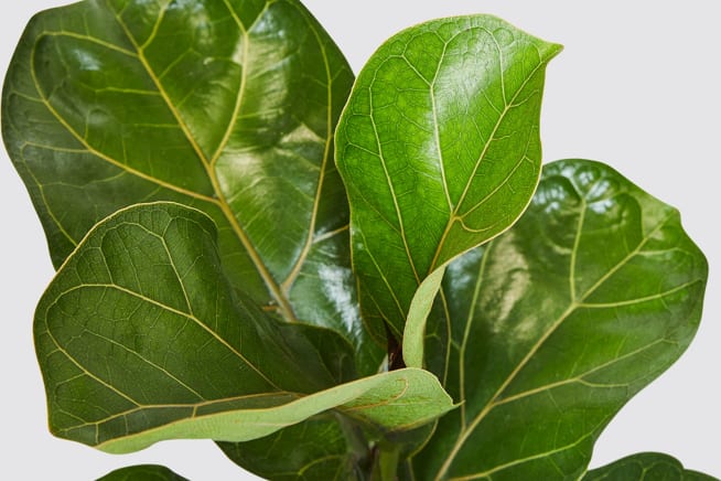 Close-up of a fiddle leaf fig leaf