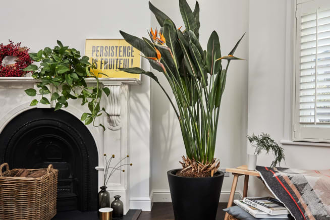 A flowering bird of paradise in a living room