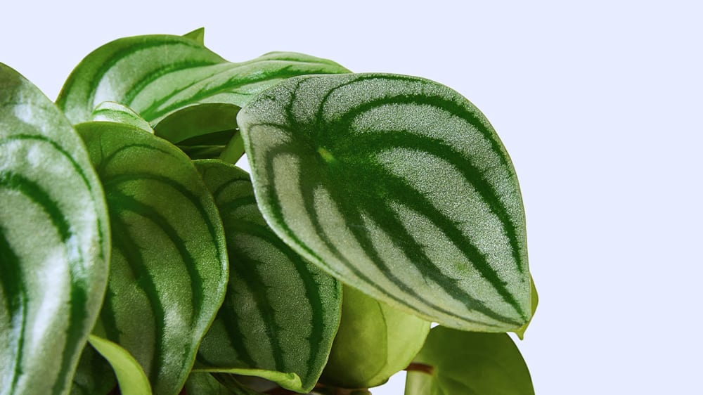 Close-up of an watermelon peperomia leaf