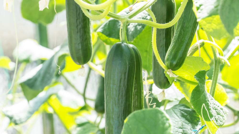 Close up of courgettes growing on a hanging vine