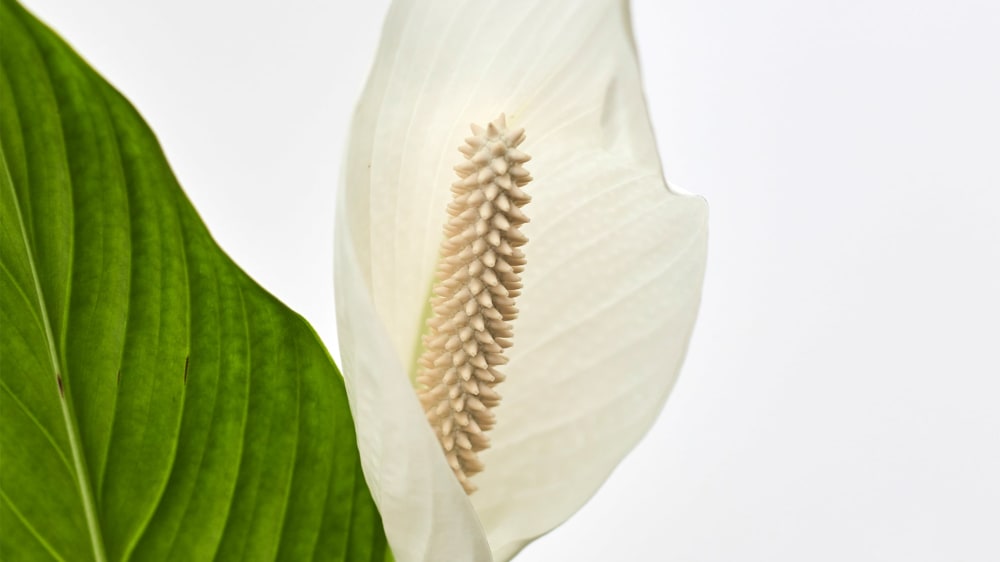 Close-up of a peace lily flower