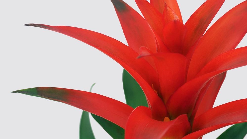 Close-up detail of a scarlet star plant on a white studio background