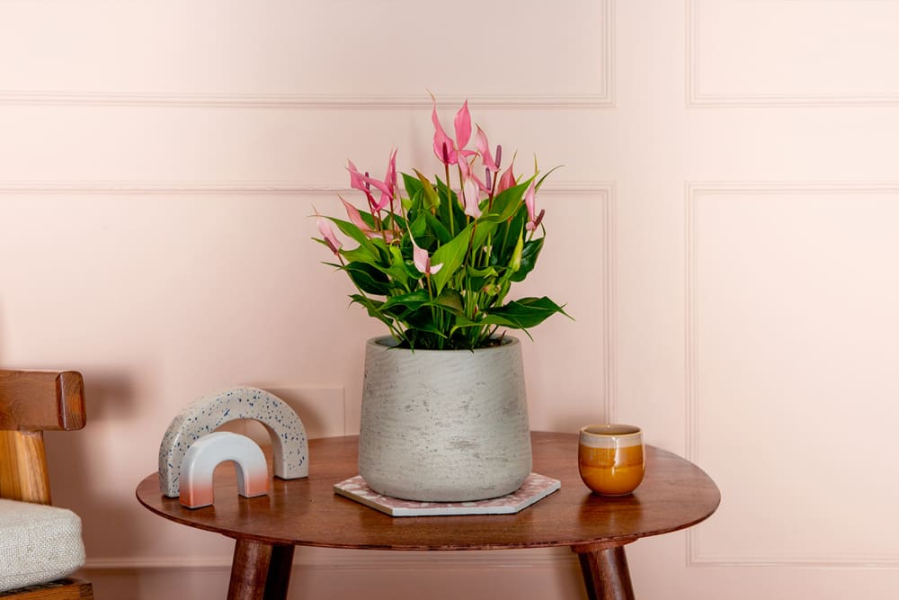 A pink anthurium 'Lilli' in a decorative pot on a side table in a living room