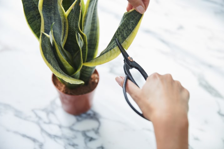 Close-up of person cutting off the end of a snake plant leaf with secateurs