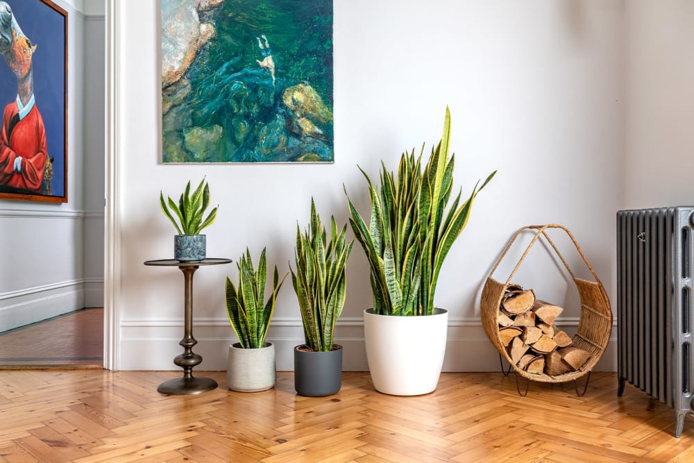 A group of snake plants of varying sizes in concrete, plastic and ceramic decorative pots on in a living room