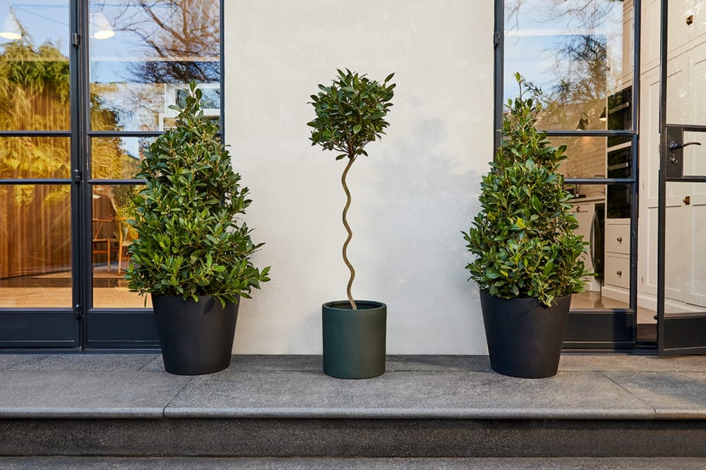 Two pyramid bay trees in black fibrestone bucket pots either side a lollipop bay tree in a black fibrestone cylinder pot outside on a patio