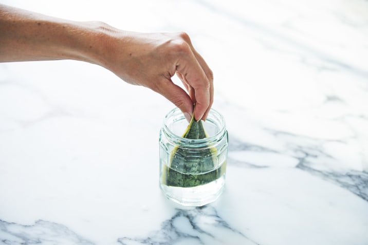 Close-up of a person placing the cut end of a snake plant leaf in a jar of water
