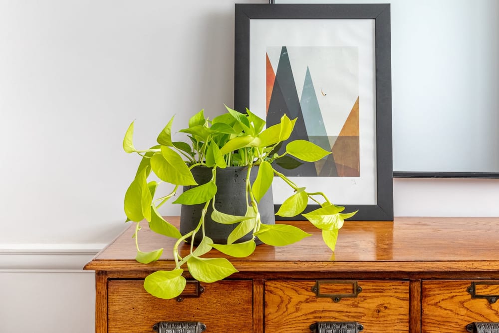Neon pothos in a black clay pot on a sideboard in a living room