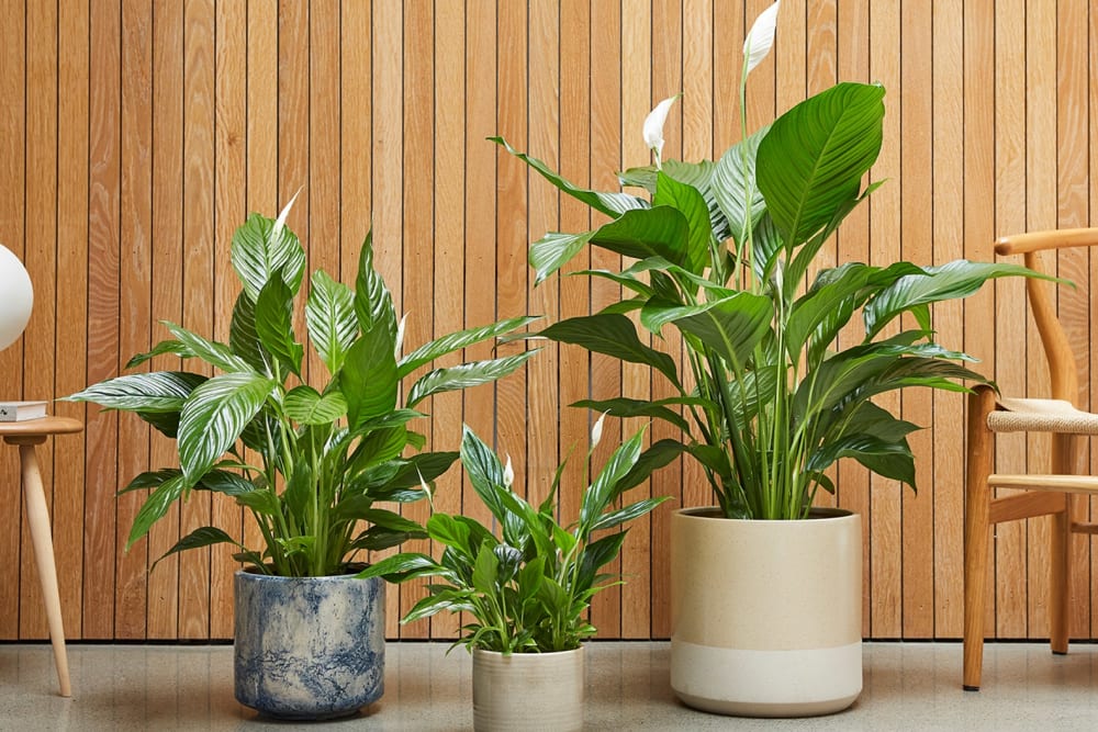 A group of three different size peace lilies in decorative pots against a wooden wall