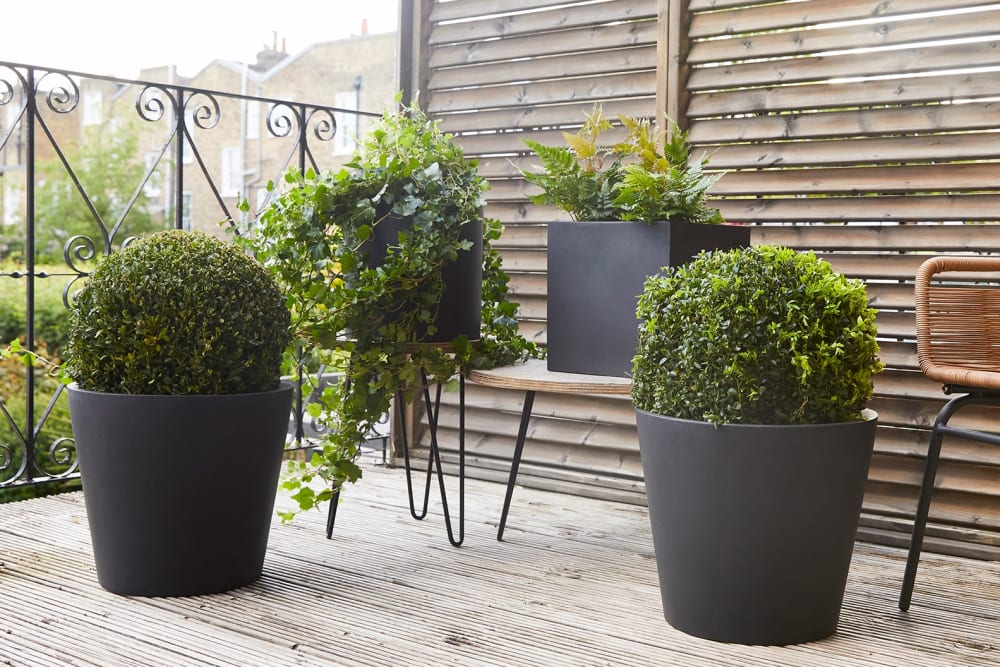 Two box trees in black fibrestone bucket pots, a large trailing ivy in a black cube pot and a group of ferns in a black cube pot on a balcony