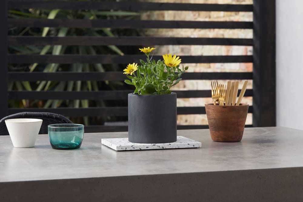 Yellow African daisies in a black fibrestone pot on a concrete table outside.