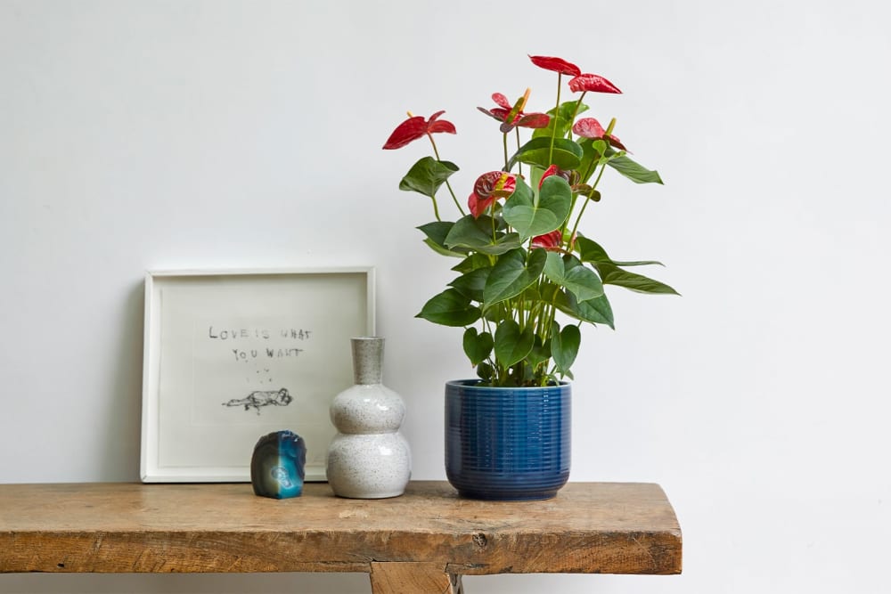 Anthurium in a navy ceramic pot on a side table