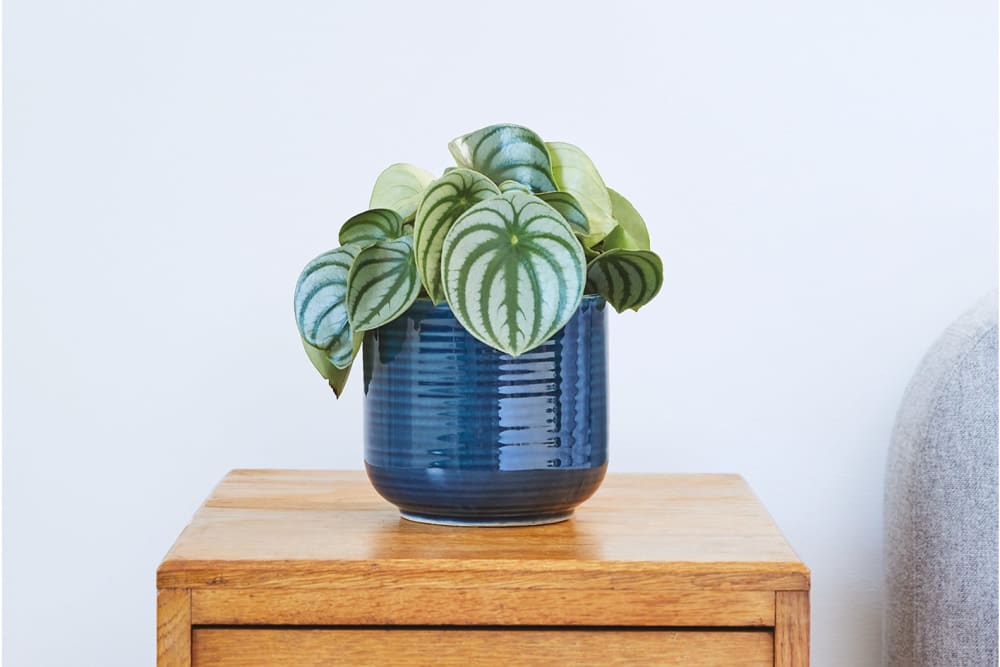 Watermelon peperomia in a navy ceramic pot on a side table