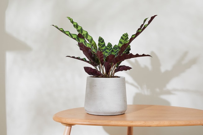 Calathea lancifolia (also known as a rattlesnake plant) in a light clay pot