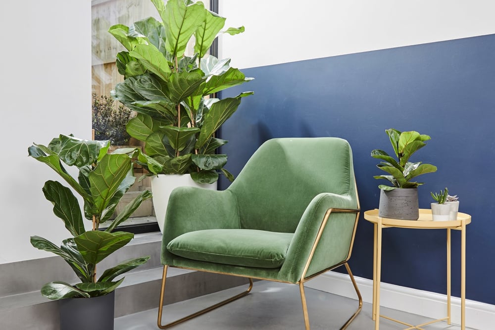 Small, medium and large fiddle leaf fig plants surround an arm chair
