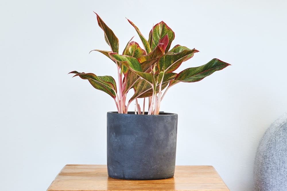 A red aglaonema in a black concrete pot on a bedside table in a bedroom