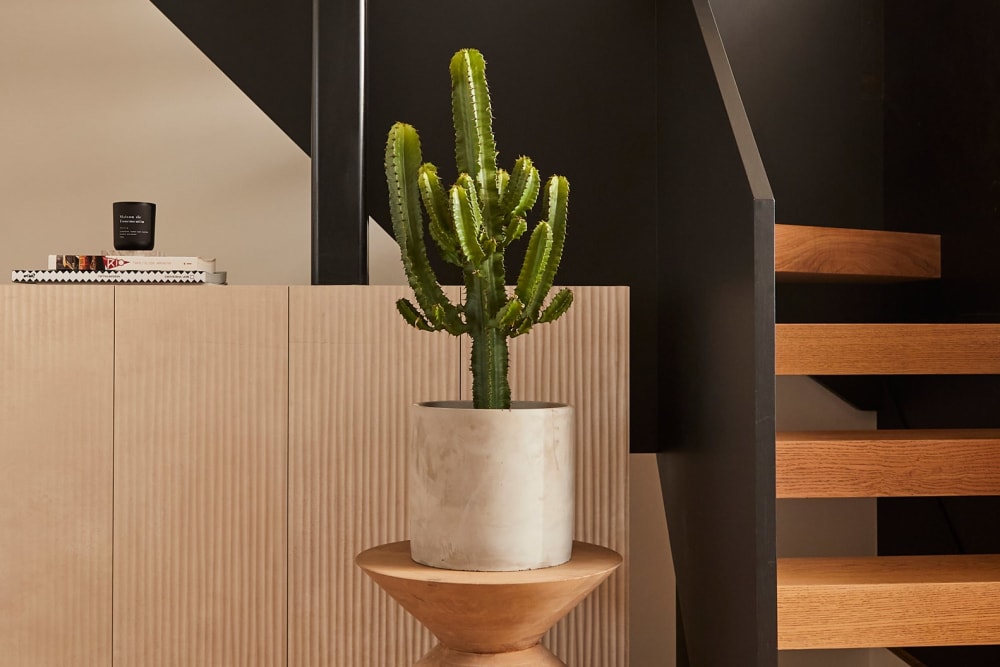 Large cowboy cactus in a light grey concrete pot on a stand next to the stairs