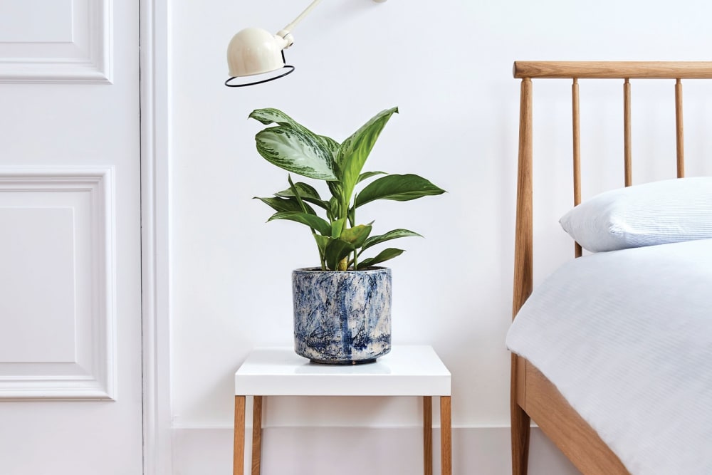 A 'silver bay' aglaonema in a blue fractured pot on a bedside table in a bedroom