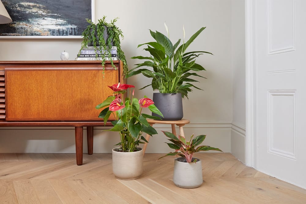 A peace lily, an anthurium, a lip stick plant and a Chinese evergreen in clay pots placed on the floor, a side table and on a pile of books on a sideboard.