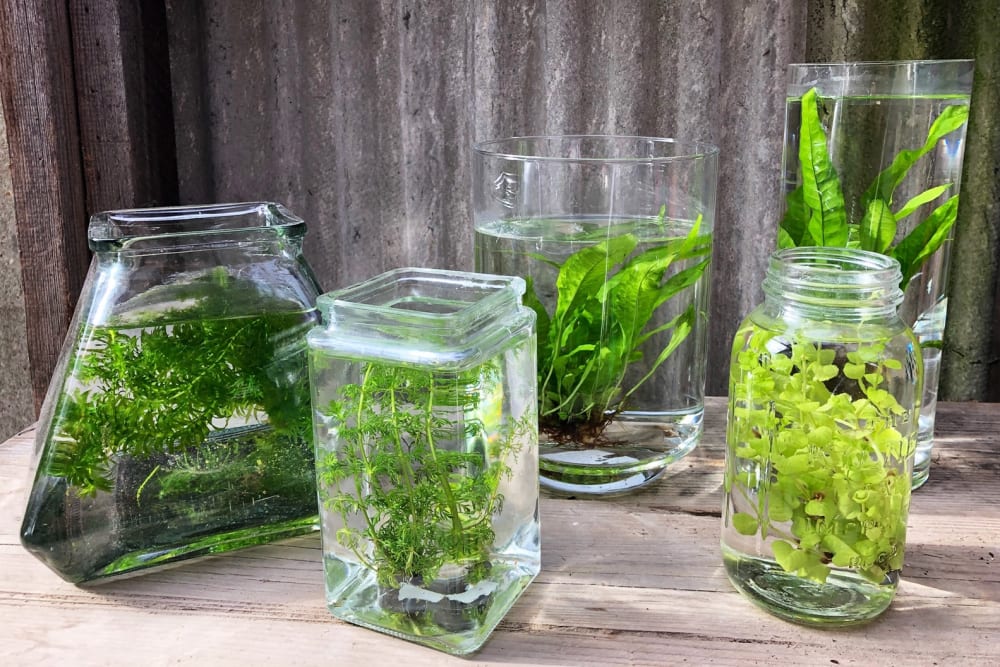 Aquatic plants in glass jars