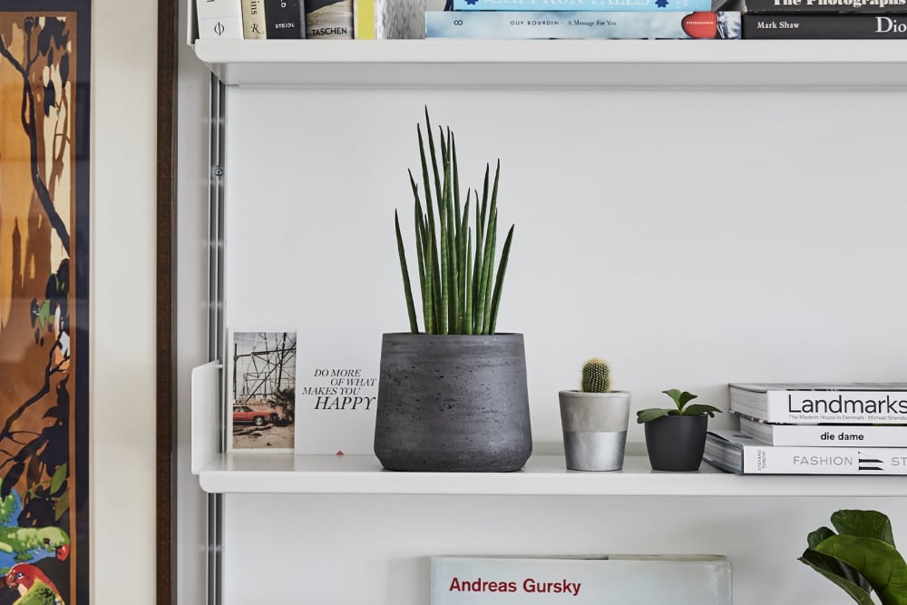 A snake plant in a black clay pot on a shelf