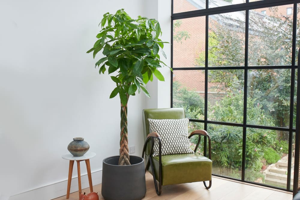 A large money tree in a black clay pot in a living room next to a large window