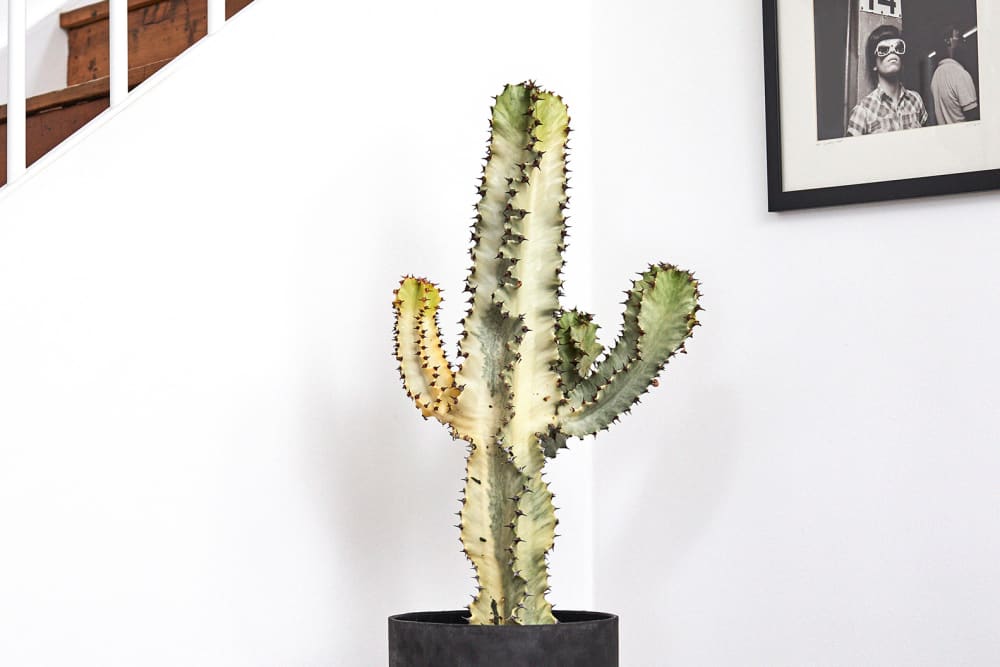 A variegated euphorbia in a decorative pot on top of a bookcase in a living room