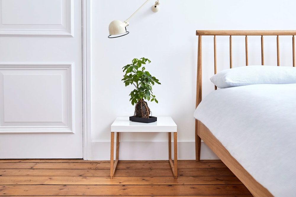 A schefflera plant on a lava rock on a bedside table in a bedroom