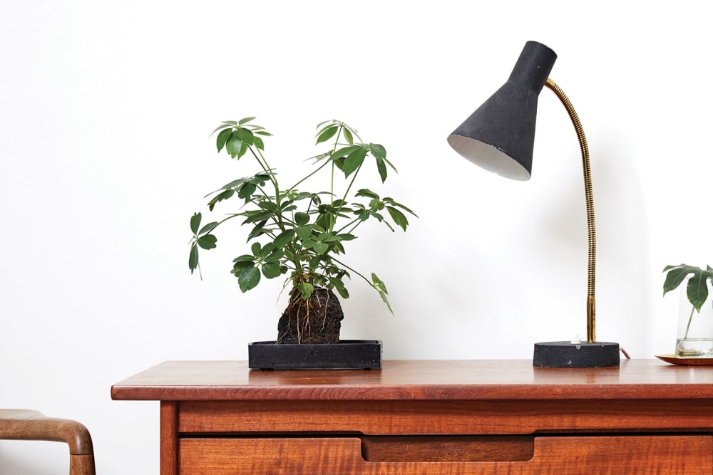 A schefflera plant on a lava rock on a desk in a home office or study