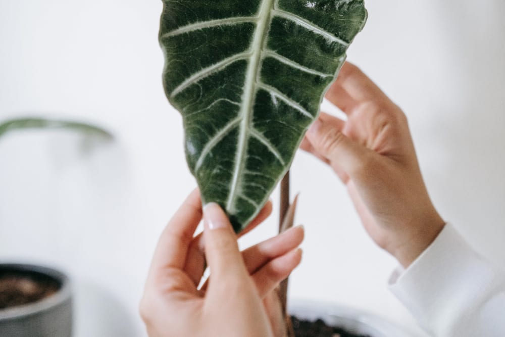 Close-up of hands delicately holding a large houseplant leaf