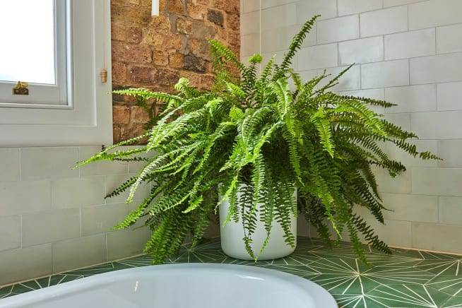 A Boston fern plant in a white recycled plastic pot in a bathroom next to a bathtub