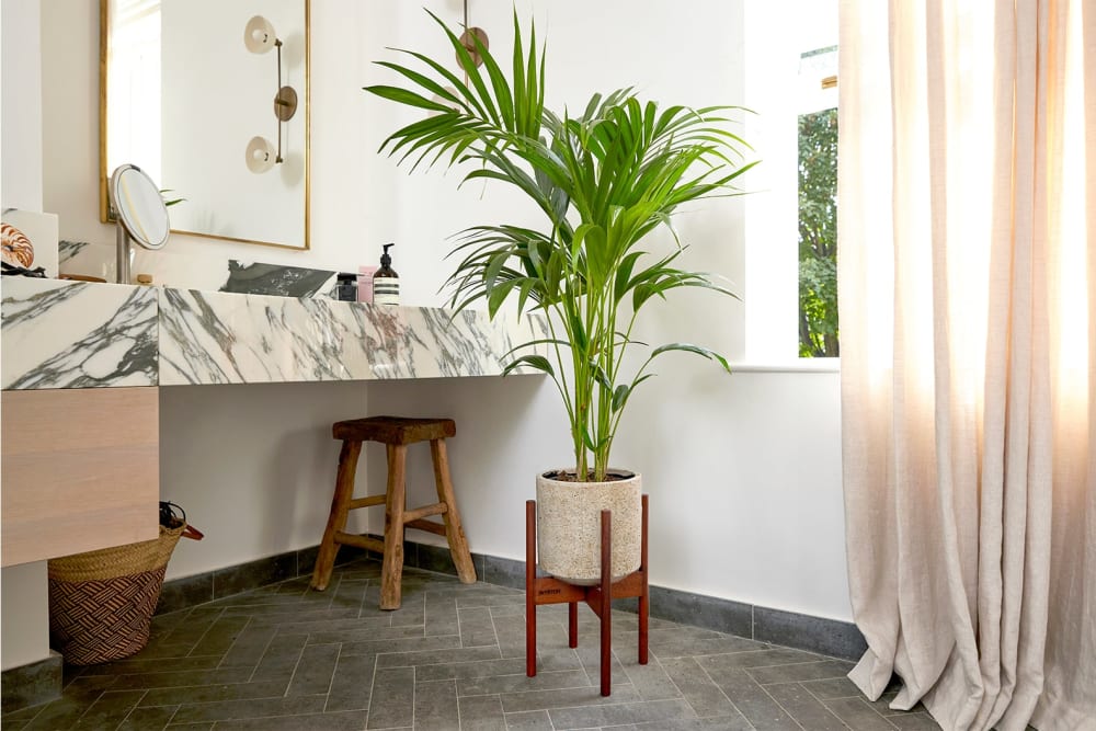 Kentia palm plant in a stone fractured pot and a plant stand in a bathroom