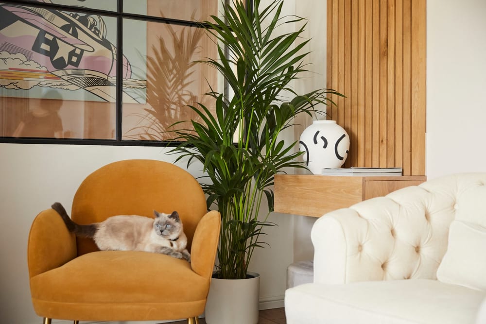 Kentia palm plant in a white recycled plastic pot in a living room next to a yellow chair and a cat