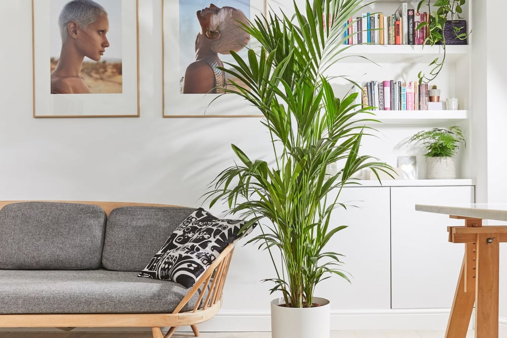 Kentia palm plant in a white recycled plastic pot in a bright living room