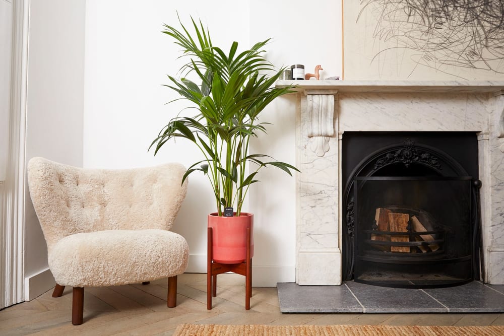 Kentia palm plant in a pink dipped pot and plant stand in a living room