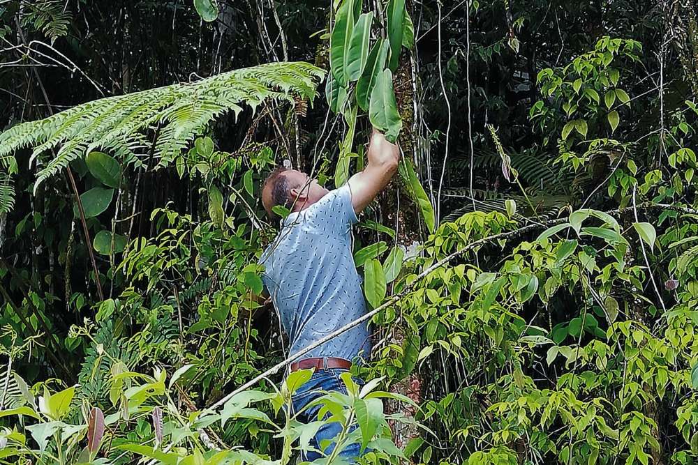 Obed Smit in the rainforest taking a cutting from a plant
