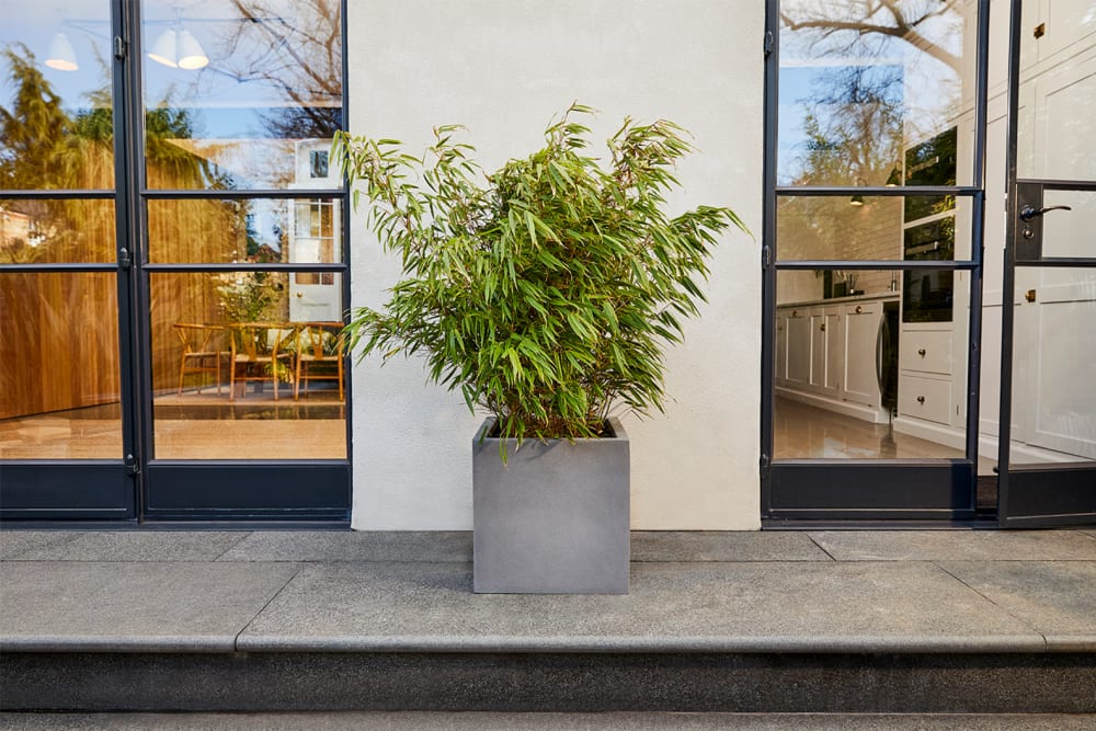 Bamboo in a light grey cubed pot on a patio