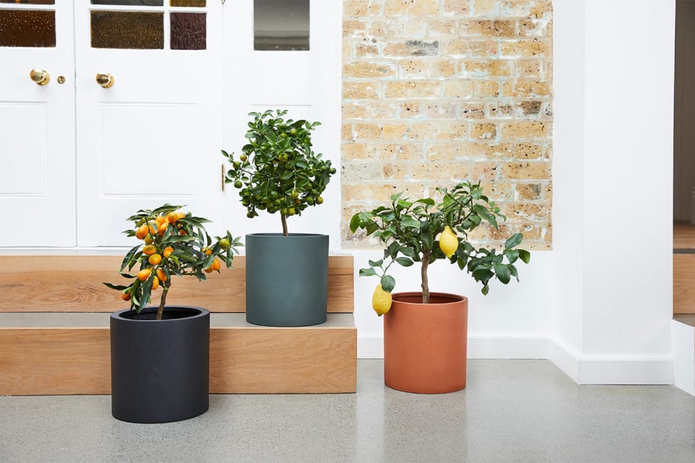 Lime-hybrid tree in a cylindrical fibrestone green pot, kumquat tree in a cylindrical fibrestone black pot and a lemon tree in a cylindrical fibrestone teracotta pot.