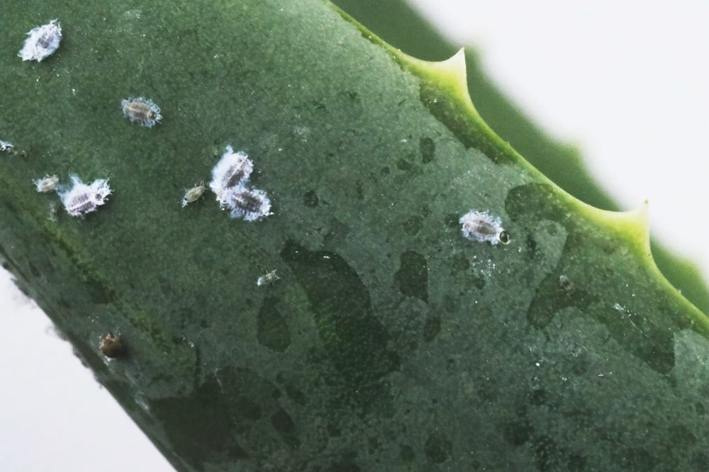 Close-up of aloe vera with spider mites