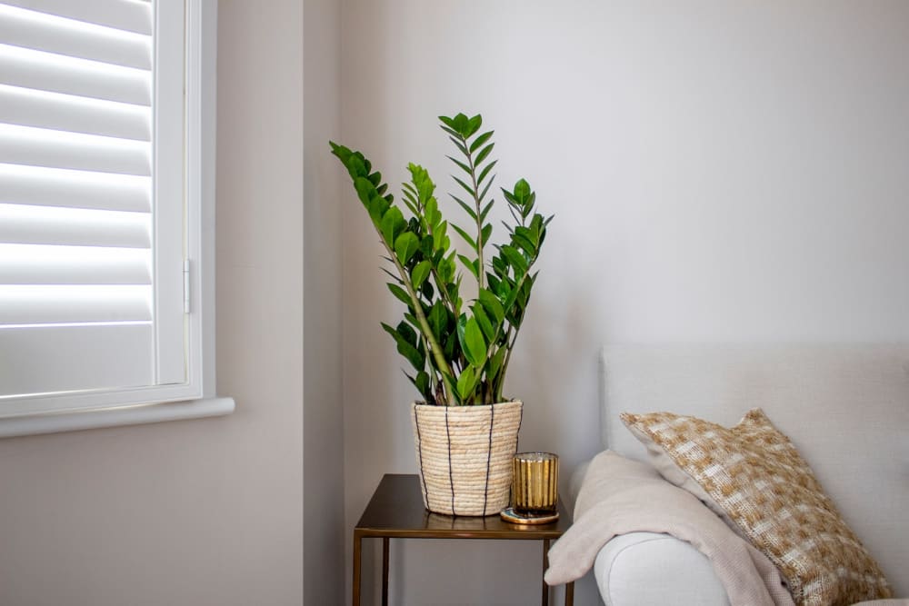 ZZ plant in a rope basket on a side table next to a sofa in a living room