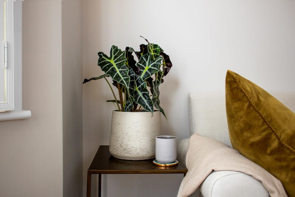 An alocasia amazonica in a grey clay pot on a side table in a living room