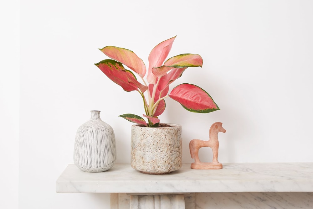 A 'red star' aglaonema in a stone fractured pot on a mantlepiece in a living room