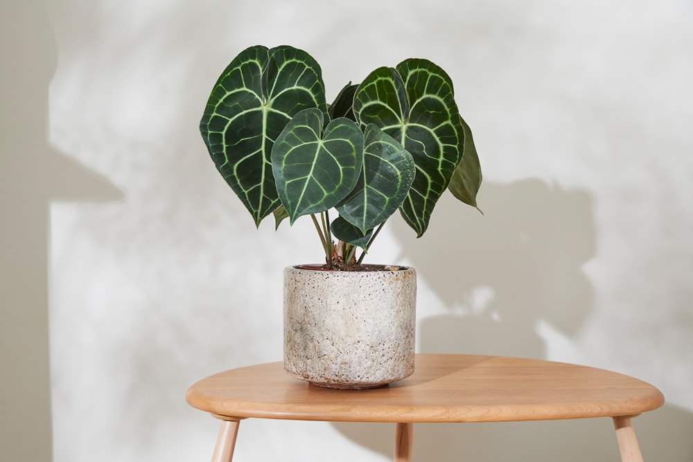Anthurium in a living room on a side table