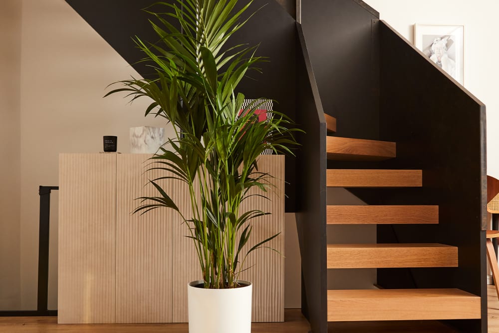 Kentia Palm in a white plastic pot at the base of a wooden staircase