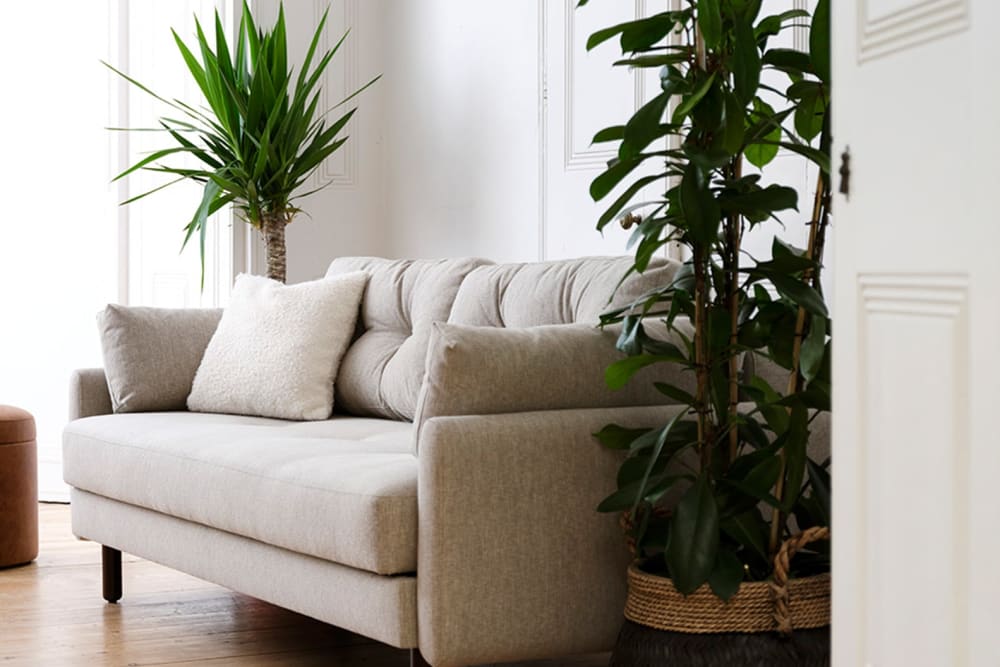 An African fig plant in a basket in a living room next to a sofa